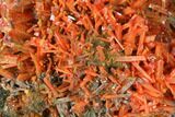 Bright Orange Crocoite Crystal Cluster - Tasmania #171710-1